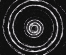 Laden und Abspielen von Videos im Galerie-Viewer, Black & White Fliege - Gianibowtie